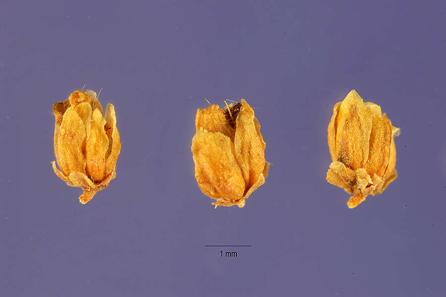 Image of five-stamen tamarisk