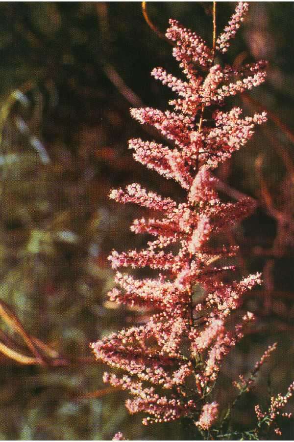 Image of saltcedar