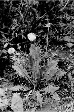 Image of dandelion