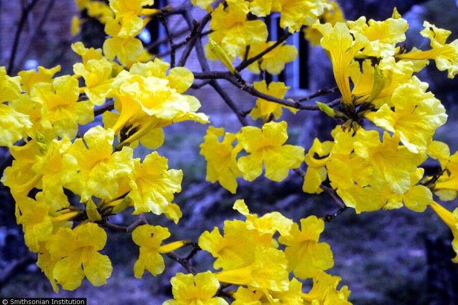 Imagem de Ipê-amarelo-flor-de-algodão