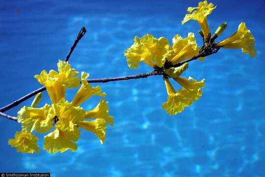 Imagem de Ipê-amarelo-flor-de-algodão