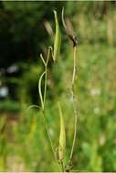 Imagem de Asclepias lanceolata Walt.