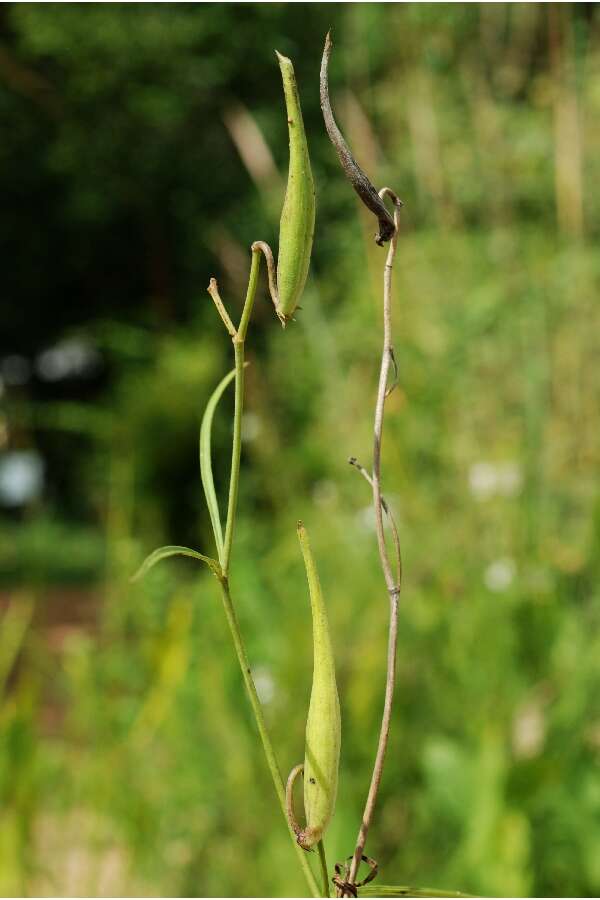 Image of fewflower milkweed