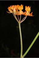 Image of fewflower milkweed