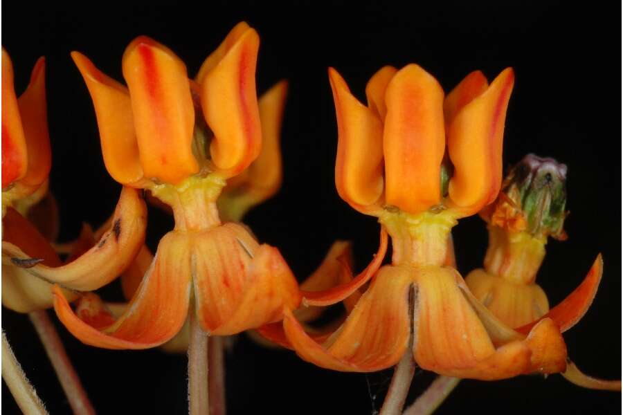 Image of fewflower milkweed