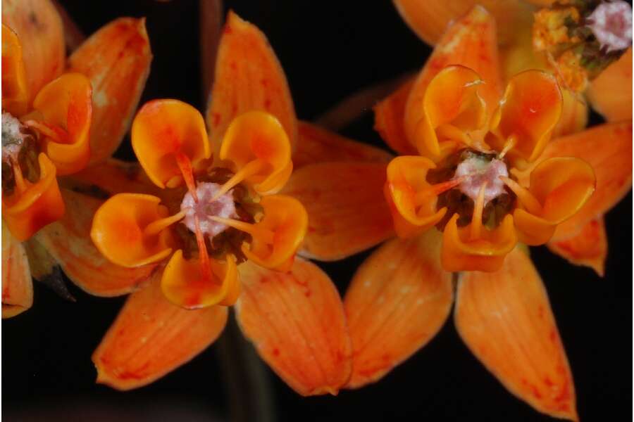 Image of fewflower milkweed