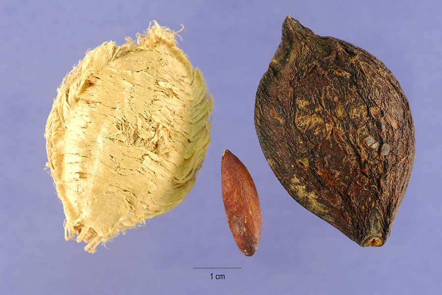 Image of tropical-almond