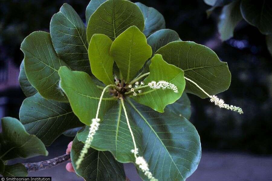 Image of tropical-almond