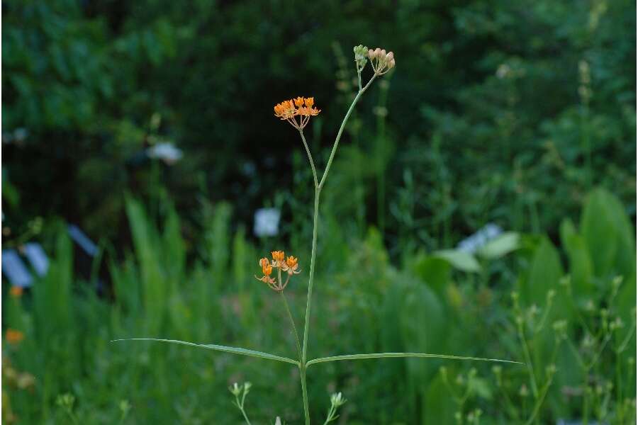 Image of fewflower milkweed