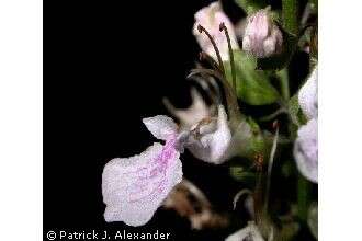 Image of Canada germander