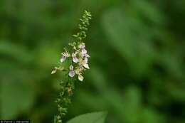 Image of Canada germander