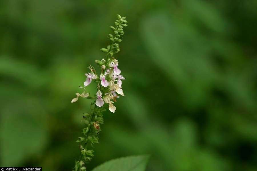 Image of Canada germander