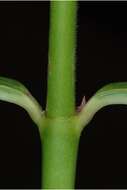 Image of fewflower milkweed