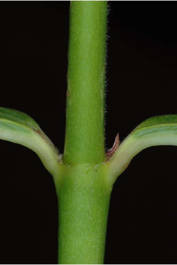 Image of fewflower milkweed