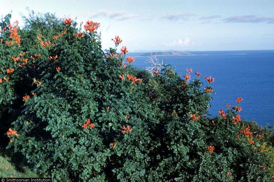 Image of Cape honeysuckle