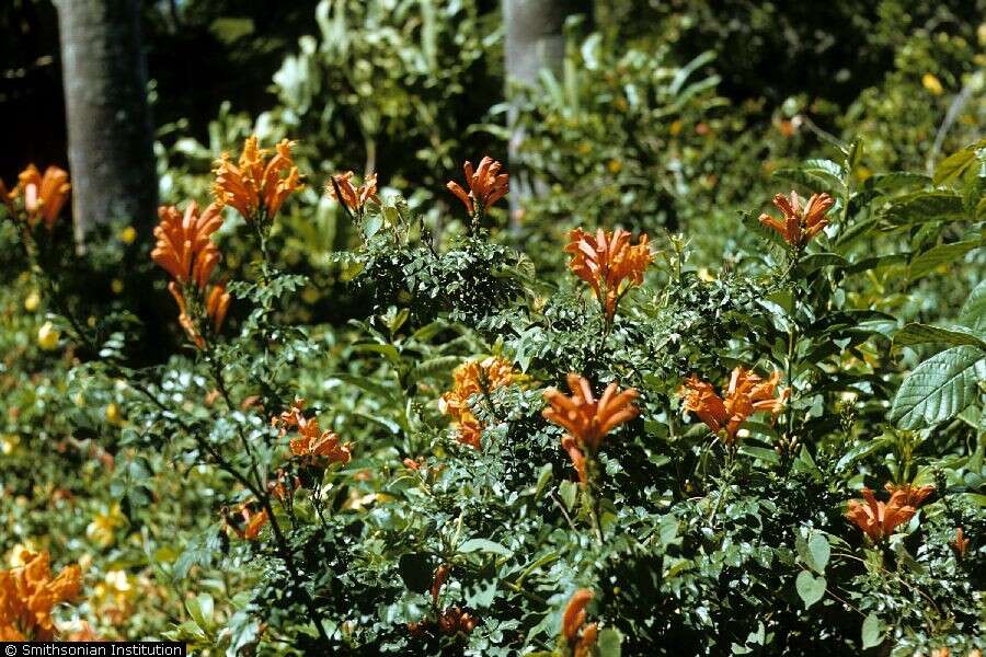 Image of Cape honeysuckle