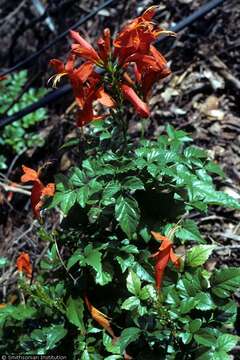 Image of Cape honeysuckle