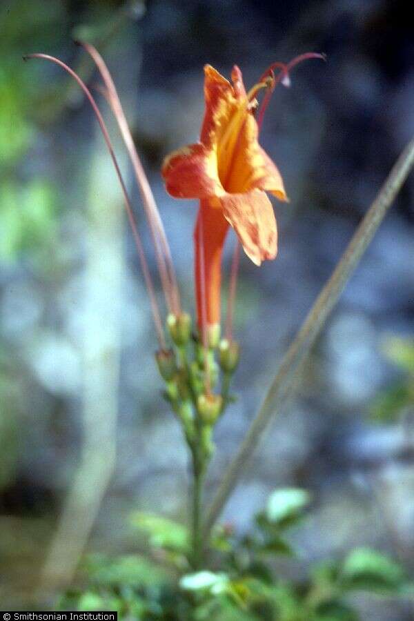 Image of Cape honeysuckle