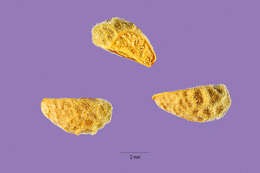 Image of Coulter's wrinklefruit