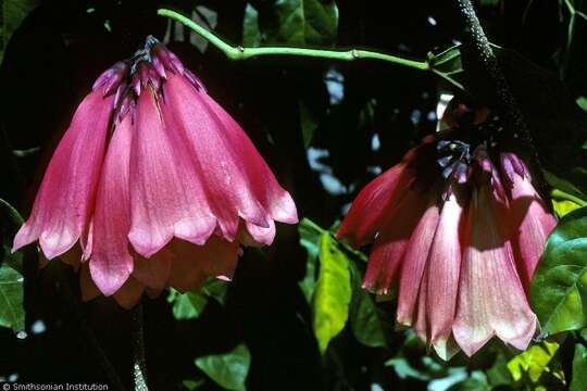 Image of Tecomanthe dendrophila (Bl.) K. Schum.