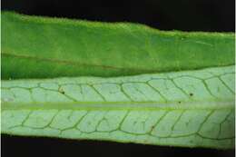 Image of fewflower milkweed