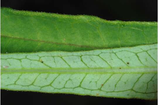 Image of fewflower milkweed