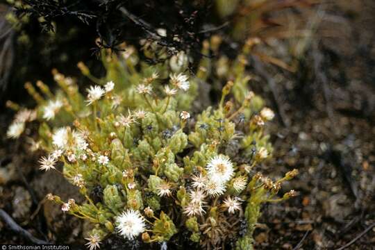 Imagem de Tetramolopium humile (A. Gray) Hillebr.