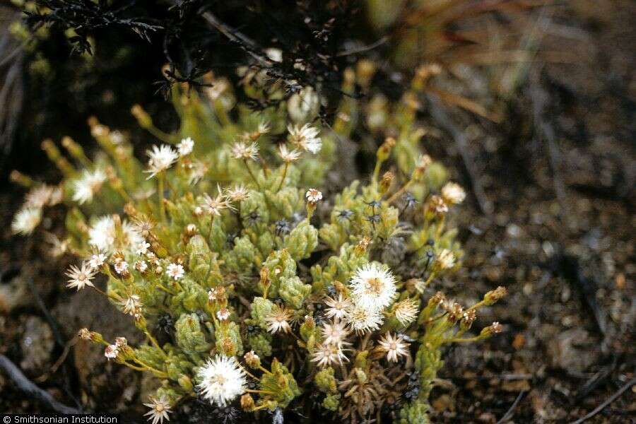 Plancia ëd Tetramolopium humile (A. Gray) Hillebr.