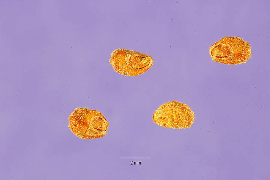 Image of lacy germander