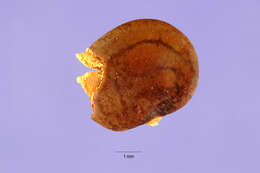 Image de Tephrosia leiocarpa A. Gray