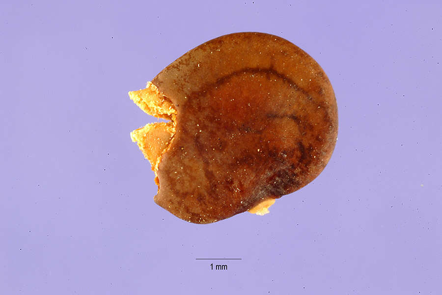 Image de Tephrosia leiocarpa A. Gray