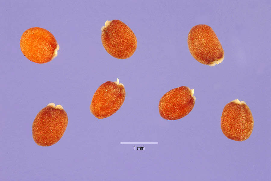 صورة Teesdalia nudicaulis (L.) W. T. Aiton