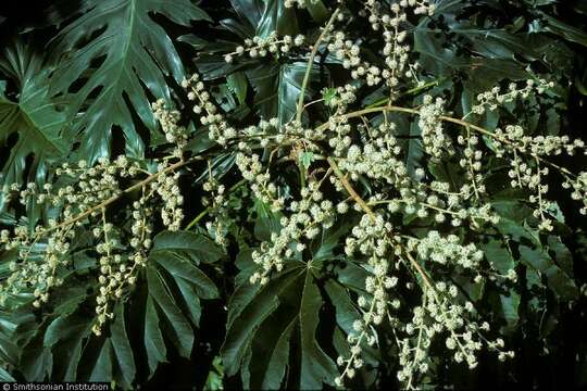 Image de Tetrapanax