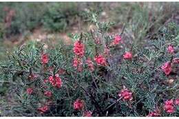 Image of Edwards Plateau hoarypea