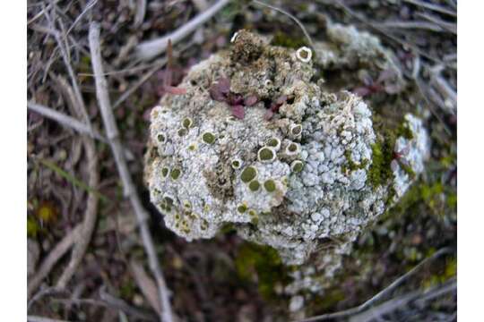 Image of St. Jacob texosporium lichen