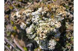 Image of St. Jacob texosporium lichen