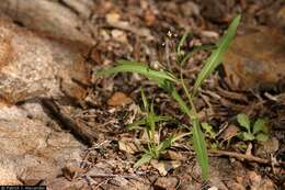 Image of sand fringepod