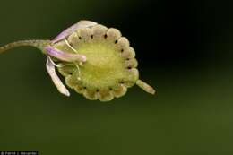 Слика од Thysanocarpus curvipes Hook.