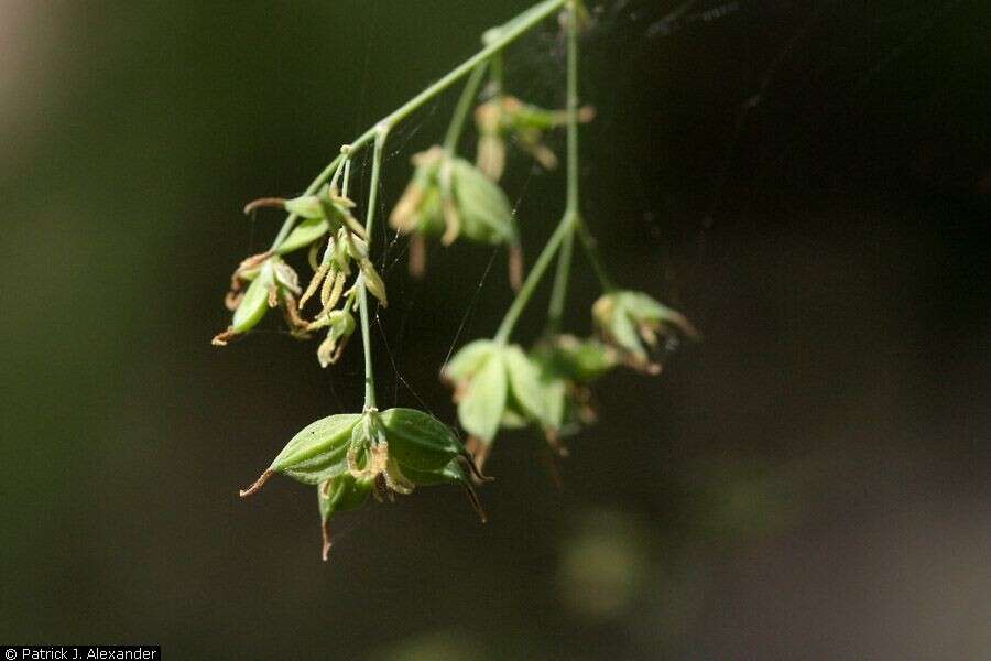 Image de Thalictrum fendleri Engelm. ex A. Gray