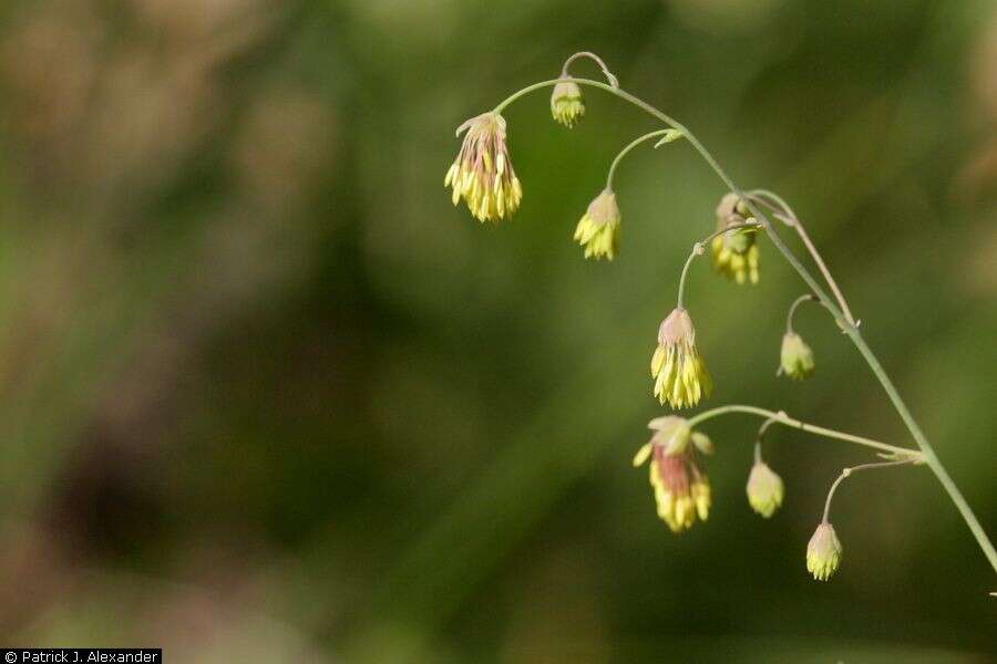 Image de Thalictrum fendleri Engelm. ex A. Gray