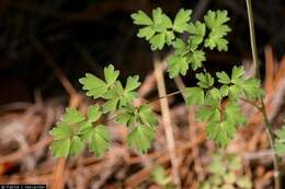 Image of Fendler's meadow-rue