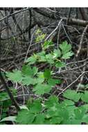 Image of Fendler's meadow-rue