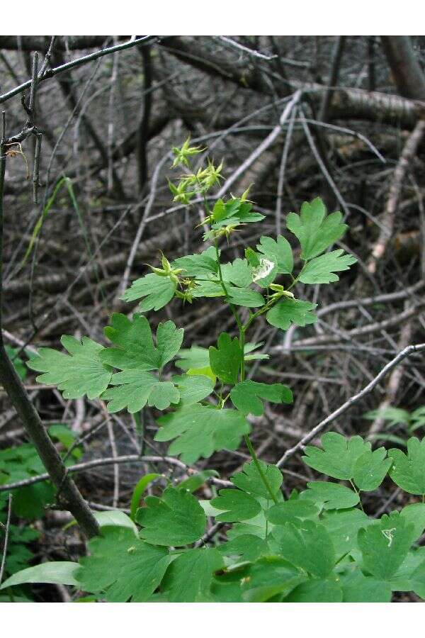 Image de Thalictrum fendleri Engelm. ex A. Gray