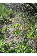 Image of Fendler's meadow-rue