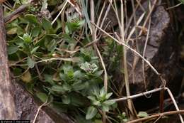 Image of Fendler's pennycress