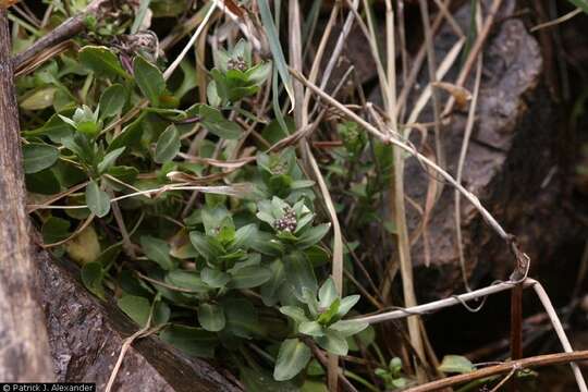 Image of Fendler's pennycress