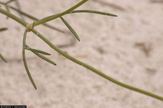 Image of Hopi tea greenthread