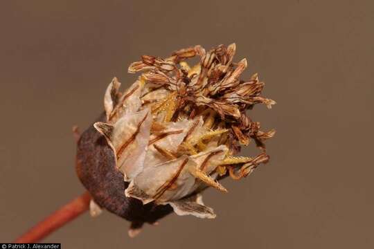 Image of Hopi tea greenthread