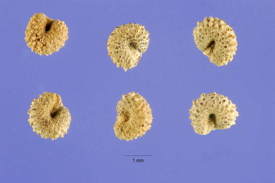 Image of turpentinebroom