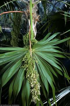 Image of white thatch palm